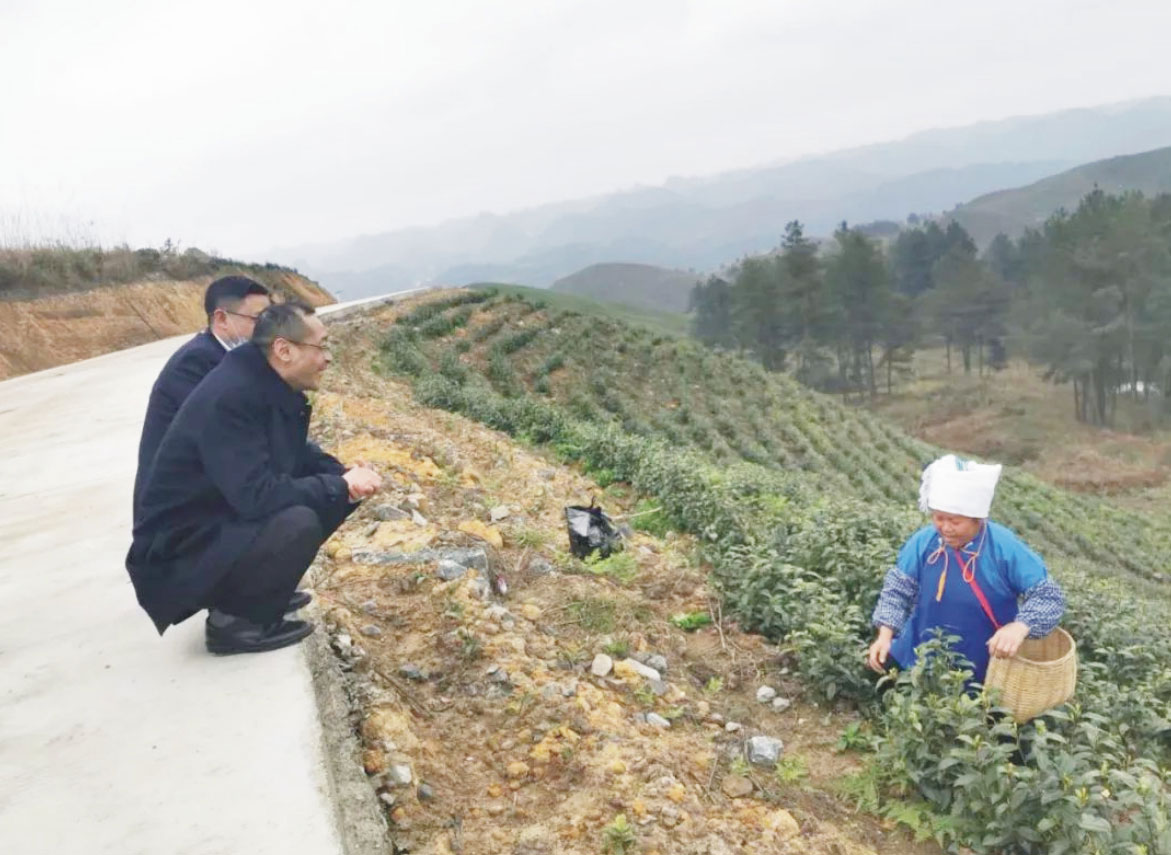 譚軍一行到雅水白茶種植基地調(diào)研